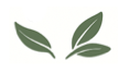 Matzourana Leafs