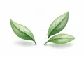 Matzourana Leafs